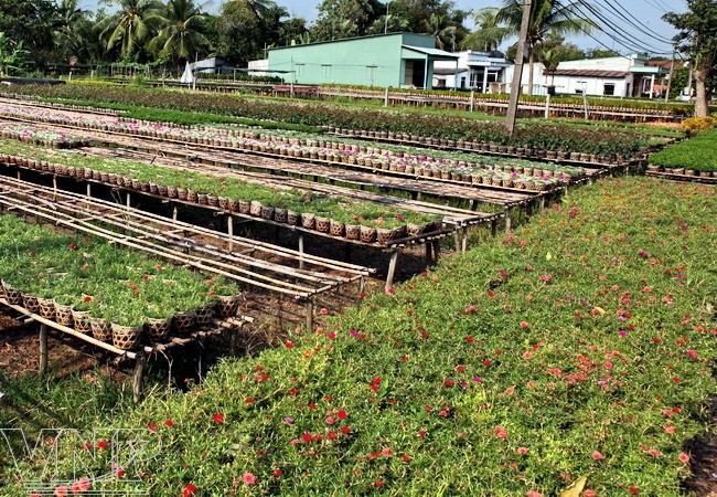 Le village horticole de Sa Dec à l’approche du Tet - ảnh 4